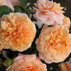 'Sangerhäuser Jubiläumsrose'® Rosa X 'Sangerhäuser Jubiläumsrose'® (Buketrose) A-Kvalitet,- Barrods Roser Min. 3 Grene -GrønGlæde Salgsbutik p35411 53647 rosa x sangerhaeuser jubilaeumsrose buketrose bf3c
