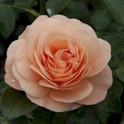 'Sangerhäuser Jubiläumsrose'® Rosa X 'Sangerhäuser Jubiläumsrose'® (Buketrose) A-Kvalitet,- Barrods Roser Min. 3 Grene -GrønGlæde Salgsbutik p35411 53648 rosa x sangerhaeuser jubilaeumsrose buketrose 0488