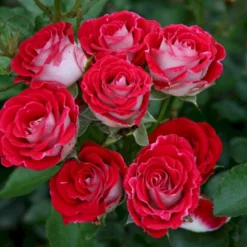 'Schöne Koblenzerin'® (Syn. Pigen Fra Fyn) Rosa X 'Schöne Koblenzerin'® (Buketrose) A-Kvalitet,- Barrods Roser Min. 3 Grene -GrønGlæde Salgsbutik p35412 53655 rosa x schoene koblenzerin buketrose 1b61