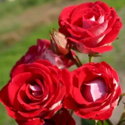 'Schöne Koblenzerin'® (Syn. Pigen Fra Fyn) Rosa X 'Schöne Koblenzerin'® (Buketrose) A-Kvalitet,- Barrods Roser Min. 3 Grene -GrønGlæde Salgsbutik p35412 53656 rosa x schoene koblenzerin buketrose 7f61