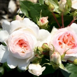 'Stephanie Baronin Zu Guttenberg'® Rosa X 'Stephanie Baronin Zu Guttenberg'® (Buketrose) A-Kvalitet,- Barrods Roser Min. 3 Grene