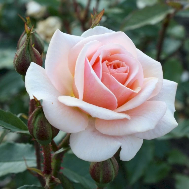 'Sweet Honey'® Rosa X 'Sweet Honey'® (Buketrose) A-Kvalitet,- Barrods Roser Min. 3 Grene 4 'Sweet Honey'® Rosa X 'Sweet Honey'® (Buketrose) A-Kvalitet,- Barrods Roser Min. 3 Grene - Billede 4