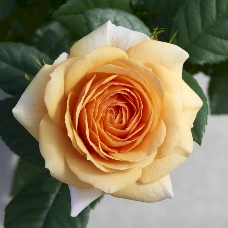 'Sarai™ Hit'® Rosa X 'Sarai™ Hit'® (Miniaturerose) A-Kvalitet,- Barrods Roser Min. 3 Grene 1 'Sarai™ Hit'® Rosa X 'Sarai™ Hit'® (Miniaturerose) A-Kvalitet,- Barrods Roser Min. 3 Grene