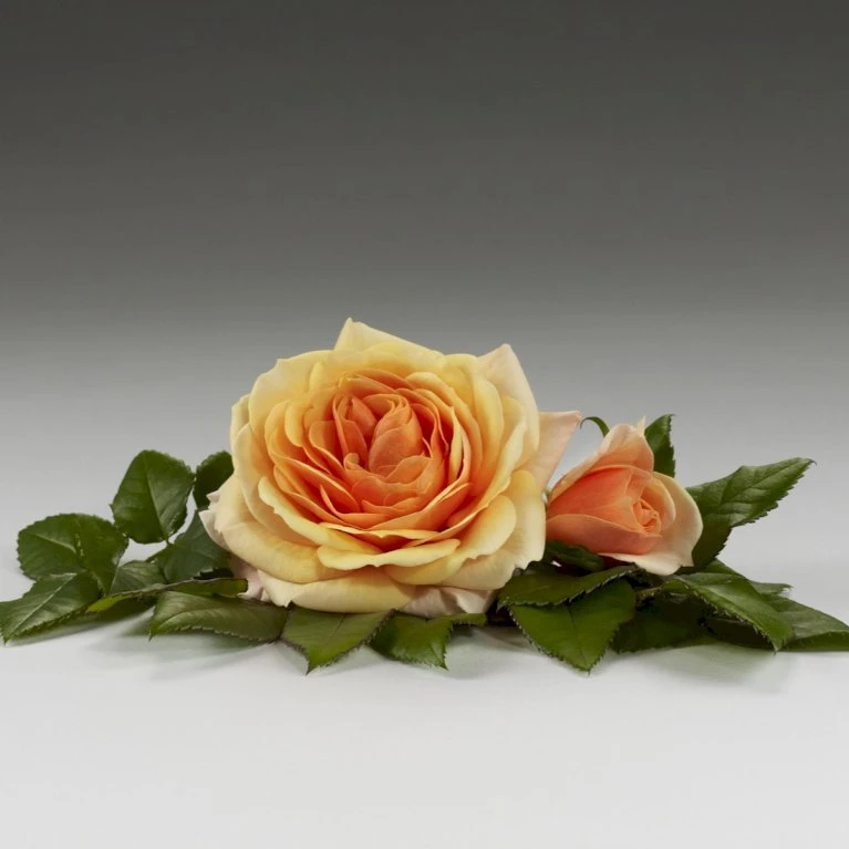 'Sarai™ Hit'® Rosa X 'Sarai™ Hit'® (Miniaturerose) A-Kvalitet,- Barrods Roser Min. 3 Grene 4 'Sarai™ Hit'® Rosa X 'Sarai™ Hit'® (Miniaturerose) A-Kvalitet,- Barrods Roser Min. 3 Grene - Billede 4