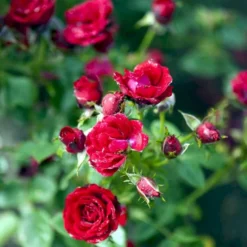 'Scarlet™ Hit'® Rosa X 'Scarlet™ Hit'® (Miniaturerose) A-Kvalitet,- Barrods Roser Min. 3 Grene