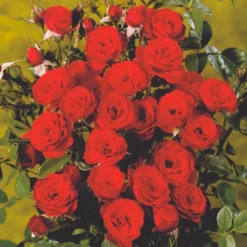 'Scarlet™ Hit'® Rosa X 'Scarlet™ Hit'® (Miniaturerose) A-Kvalitet,- Barrods Roser Min. 3 Grene -GrønGlæde Salgsbutik p35437 52059 rosa x scarlet hit miniaturerose 3d51