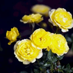 'Sun™ Hit'® Rosa X 'Sun™ Hit'® (Miniaturerose) A-Kvalitet,- Barrods Roser Min. 3 Grene