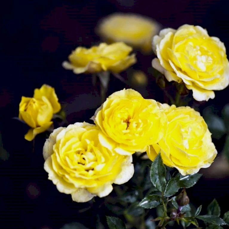 'Sun™ Hit'® Rosa X 'Sun™ Hit'® (Miniaturerose) A-Kvalitet,- Barrods Roser Min. 3 Grene 1 'Sun™ Hit'® Rosa X 'Sun™ Hit'® (Miniaturerose) A-Kvalitet,- Barrods Roser Min. 3 Grene