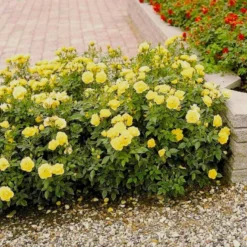 'Sun™ Hit'® Rosa X 'Sun™ Hit'® (Miniaturerose) A-Kvalitet,- Barrods Roser Min. 3 Grene 8 'Sun™ Hit'® Rosa X 'Sun™ Hit'® (Miniaturerose) A-Kvalitet,- Barrods Roser Min. 3 Grene -GrønGlæde Salgsbutik p35439 52064 rosa x sun hit miniaturerose 2028