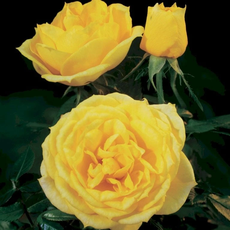 'Sun™ Hit'® Rosa X 'Sun™ Hit'® (Miniaturerose) A-Kvalitet,- Barrods Roser Min. 3 Grene 4 'Sun™ Hit'® Rosa X 'Sun™ Hit'® (Miniaturerose) A-Kvalitet,- Barrods Roser Min. 3 Grene - Billede 4