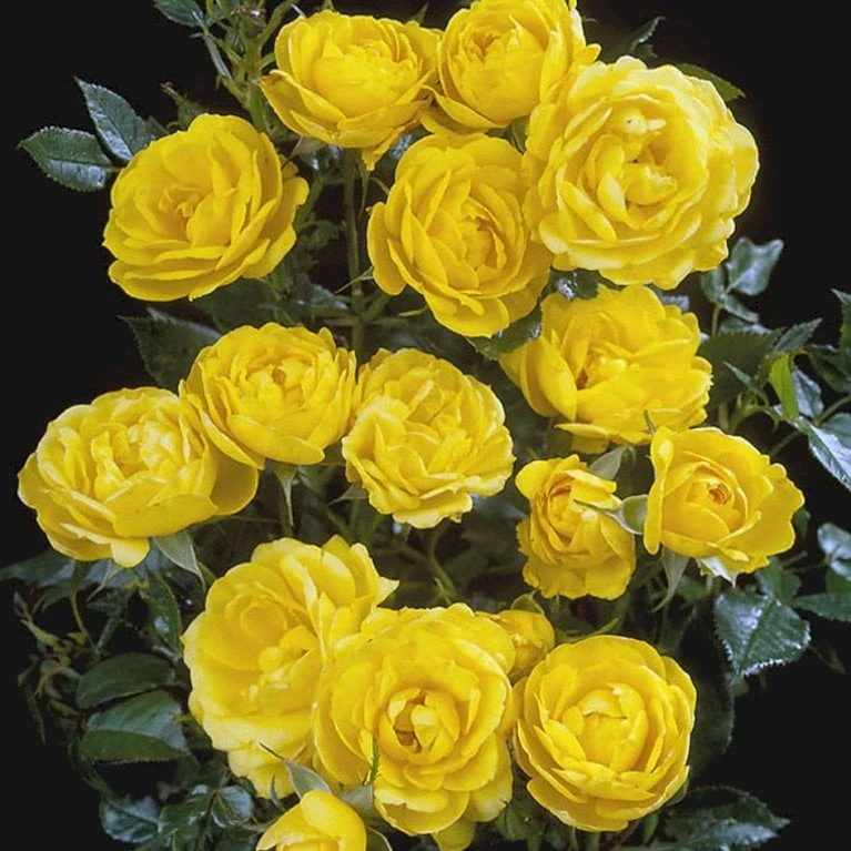 'Sun™ Hit'® Rosa X 'Sun™ Hit'® (Miniaturerose) A-Kvalitet,- Barrods Roser Min. 3 Grene 5 'Sun™ Hit'® Rosa X 'Sun™ Hit'® (Miniaturerose) A-Kvalitet,- Barrods Roser Min. 3 Grene - Billede 5