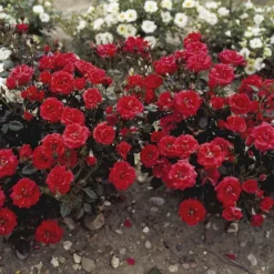 'Top™ Hit'® Rosa X 'Top™ Hit'® (Miniaturerose) A-Kvalitet,- Barrods Roser Min. 3 Grene -GrønGlæde Salgsbutik p35440 52069 rosa x top hit miniaturerose 39cd
