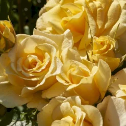 'Gyldensteen'™ Rosa X 'Gyldensteen'™ (Slotsrose) A-Kvalitet,- Barrods Roser Min. 3 Grene -GrønGlæde Salgsbutik p35443 51803 rosa x gyldensteen slotsrose 1af5