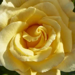 'Gyldensteen'™ Rosa X 'Gyldensteen'™ (Slotsrose) A-Kvalitet,- Barrods Roser Min. 3 Grene -GrønGlæde Salgsbutik p35443 51804 rosa x gyldensteen slotsrose a671