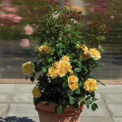 'Gyldensteen'™ Rosa X 'Gyldensteen'™ (Slotsrose) A-Kvalitet,- Barrods Roser Min. 3 Grene -GrønGlæde Salgsbutik p35443 51805 rosa x gyldensteen slotsrose b93a