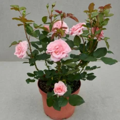 'Skagens Jubilæumsrose'™ (syn. 'Broads'™) Rosa X 'Skagens Jubilæumsrose'™ (Buketrose) A-Kvalitet,- Barrods Roser Min. 3 Grene -GrønGlæde Salgsbutik p35444 51857 rosa x skagens jubilaeumsrose buketrose a0f3