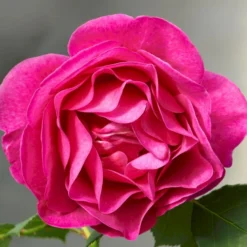 'The Fairy-tale Rose'™ Rosa X 'The Fairy-tale Rose'™ (Slotsrose) A-Kvalitet,- Barrods Roser Min. 3 Grene