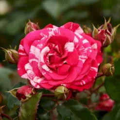 'The Reformations Rose'™ Rosa X 'The Reformations Rose'™ (Slotsrose) A-Kvalitet,- Barrods Roser Min. 3 Grene -GrønGlæde Salgsbutik p35446 51875 rosa x the reformations rose slotsrose 184c