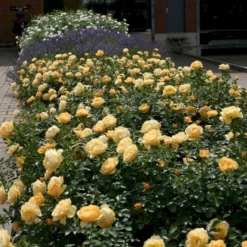 'Amber Cover'® Rosa X 'Amber Cover'® (Bunddækkerose) A-Kvalitet,- Barrods Roser Min. 3 Grene -GrønGlæde Salgsbutik p354 51921 rosa x amber cover bunddaekkerose ffa2
