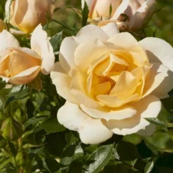 'Amber Cover'® Rosa X 'Amber Cover'® (Bunddækkerose) A-Kvalitet,- Barrods Roser Min. 3 Grene -GrønGlæde Salgsbutik p354 51922 rosa x amber cover bunddaekkerose d7ee