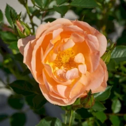 'Amber Cover'® Rosa X 'Amber Cover'® (Bunddækkerose) A-Kvalitet,- Barrods Roser Min. 3 Grene -GrønGlæde Salgsbutik p354 51923 rosa x amber cover bunddaekkerose b3b6