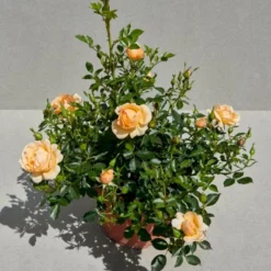 'Amber Cover'® Rosa X 'Amber Cover'® (Bunddækkerose) A-Kvalitet,- Barrods Roser Min. 3 Grene -GrønGlæde Salgsbutik p354 51924 rosa x amber cover bunddaekkerose 23fe