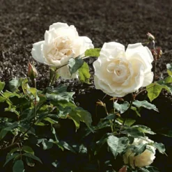 'Mme Alfred Carrière' Rosa Noisettana 'Mme Alfred Carrière' (Slyngrose) A-Kvalitet,- Barrods Roser Min. 3 Grene