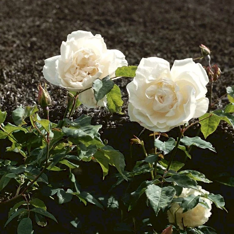 'Mme Alfred Carrière' Rosa Noisettana 'Mme Alfred Carrière' (Slyngrose) A-Kvalitet,- Barrods Roser Min. 3 Grene 1 'Mme Alfred Carrière' Rosa Noisettana 'Mme Alfred Carrière' (Slyngrose) A-Kvalitet,- Barrods Roser Min. 3 Grene