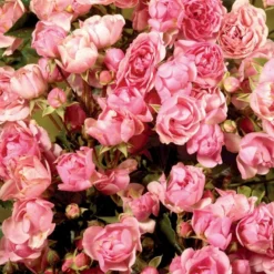 'Bayernland Cover'® Rosa X 'Bayernland Cover'® (Bunddækkerose) A-Kvalitet,- Barrods Roser Min. 3 Grene
