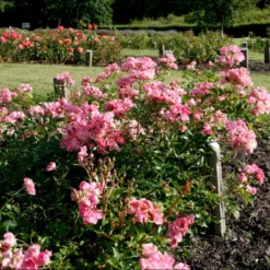 'Bayernland Cover'® Rosa X 'Bayernland Cover'® (Bunddækkerose) A-Kvalitet,- Barrods Roser Min. 3 Grene -GrønGlæde Salgsbutik p355 51927 rosa x bayernland cover bunddaekkerose a972