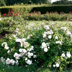 'Brilliant Cover'® Rosa X 'Brilliant Cover'® (Bunddækkerose) A-Kvalitet,- Barrods Roser Min. 3 Grene -GrønGlæde Salgsbutik p356 51929 rosa x brilliant cover bunddaekkerose 3e20