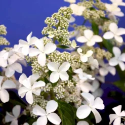 Kompakt Syrén-Hortensia 'Petit Star' Hydrangea Paniculata 'Petit Star' Potte 3,0 Liter,- 30-40 Cm. -GrønGlæde Salgsbutik p35747 47368 hydrangea paniculata petit star 0d8a
