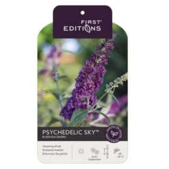Sommerfuglebusk 'Phycedelic Sky' Buddleja Davidii 'Phycedelic Sky' Potte 3,5 Liter,- 30-50 Cm. -GrønGlæde Salgsbutik p35765 38475 image 54ac