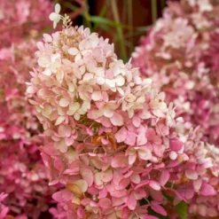 Syrén-Hortensia 'Tickled Pink' Hydrangea Paniculata 'Tickled Pink' 3,5 Liter Potte -GrønGlæde Salgsbutik p35769 49331 hydrangea paniculata tickled pink 598a