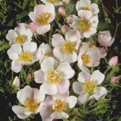 'Butterflies'™ Rosa X 'Butterflies'™ (Bunddækkerose) A-Kvalitet,- Barrods Roser Min. 3 Grene -GrønGlæde Salgsbutik p357 51932 rosa x butterflies bunddaekkerose 7c21