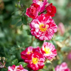 'Candy Cover'® Rosa X 'Candy Cover'® (Bunddækkerose) A-Kvalitet,- Barrods Roser Min. 3 Grene -GrønGlæde Salgsbutik p358 51935 rosa x candy cover bunddaekkerose ab30