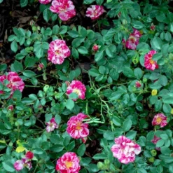 'Candy Cover'® Rosa X 'Candy Cover'® (Bunddækkerose) A-Kvalitet,- Barrods Roser Min. 3 Grene -GrønGlæde Salgsbutik p358 51936 rosa x candy cover bunddaekkerose dadb
