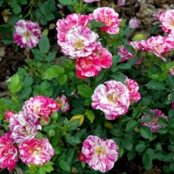 'Candy Cover'® Rosa X 'Candy Cover'® (Bunddækkerose) A-Kvalitet,- Barrods Roser Min. 3 Grene -GrønGlæde Salgsbutik p358 51937 rosa x candy cover bunddaekkerose 9a28