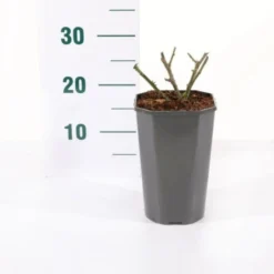 'Snow PatioHit®' Rosa X 'Snow PatioHit®' 3,0 Liter Potte -GrønGlæde Salgsbutik p35913 45532 rosa x snow patiohit 1c25