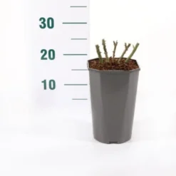 'Midnight Romanza' Rosa 'Midnight Romanza' 3,0 Liter Potte -GrønGlæde Salgsbutik p35916 45580 rosa midnight romanza ad6a