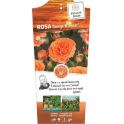 'Orange Meilove' Rosa X 'Orange Meilove' 3,0 Liter Potte
