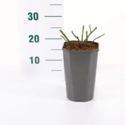 'Orange Meilove' Rosa X 'Orange Meilove' 3,0 Liter Potte -GrønGlæde Salgsbutik p35926 45486 rosa x orange meilove 85f1