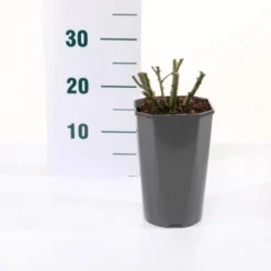 'Valencia' Rosa X 'Valencia' 3,0 Liter Potte -GrønGlæde Salgsbutik p35936 45561 rosa x valencia eba9