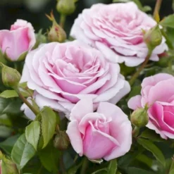 'Pacific Blue'® Rosa X 'Pacific Blue'® (Storblomstrende) A-Kvalitet,- Barrods Roser Min. 3 Grene