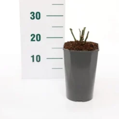 'Princesse Charlene De Monaco' Rosa 'Princesse Charlene De Monaco' 3,0 Liter Potte -GrønGlæde Salgsbutik p35943 45587 rosa princesse charlene de monaco 5e51