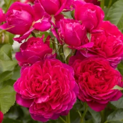 'Soul'® (syn. Ryslinge Rosen) Rosa X 'Soul'® (Storblomstrende) A-Kvalitet,- Barrods Roser Min. 3 Grene -GrønGlæde Salgsbutik p35946 54040 rosa x soul storblomstrende 0e4c