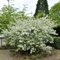 Nye udgivelser -GrønGlæde Salgsbutik p3601 54075 malus sargentii ae8d