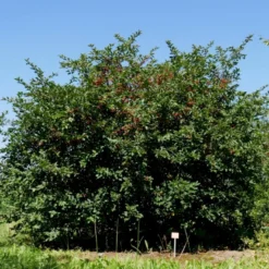 Sargentsæble Malus Sargentii Barrods, - 3 års (1/2) 50-80 Cm. Hækkvalitet -GrønGlæde Salgsbutik p3601 54076 malus sargentii 9f1e