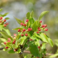 Sargentsæble Malus Sargentii Barrods, - 3 års (1/2) 50-80 Cm. Hækkvalitet -GrønGlæde Salgsbutik p3601 54077 malus sargentii 2c6a