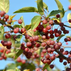 Sargentsæble Malus Sargentii Barrods, - 3 års (1/2) 50-80 Cm. Hækkvalitet -GrønGlæde Salgsbutik p3601 54078 malus sargentii fd70